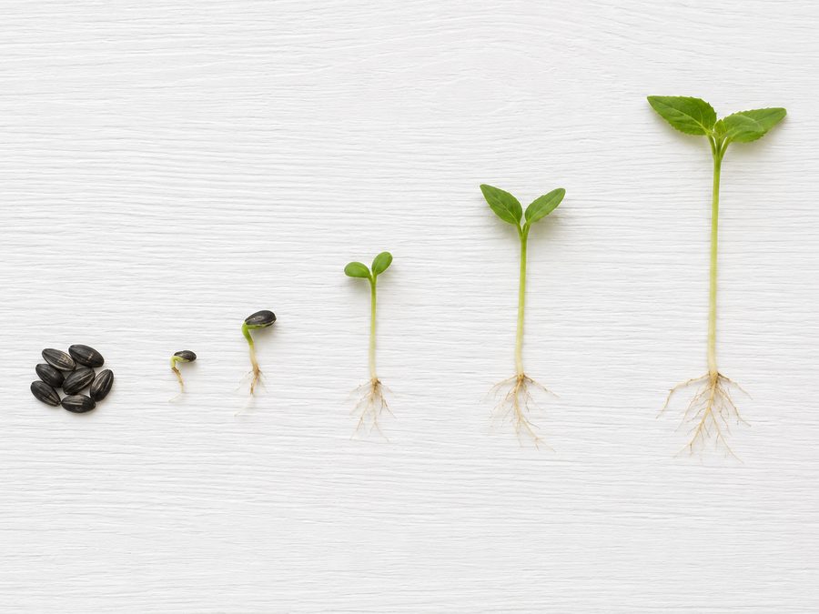 Sunflower seeds growing in stages from seed to mature plant